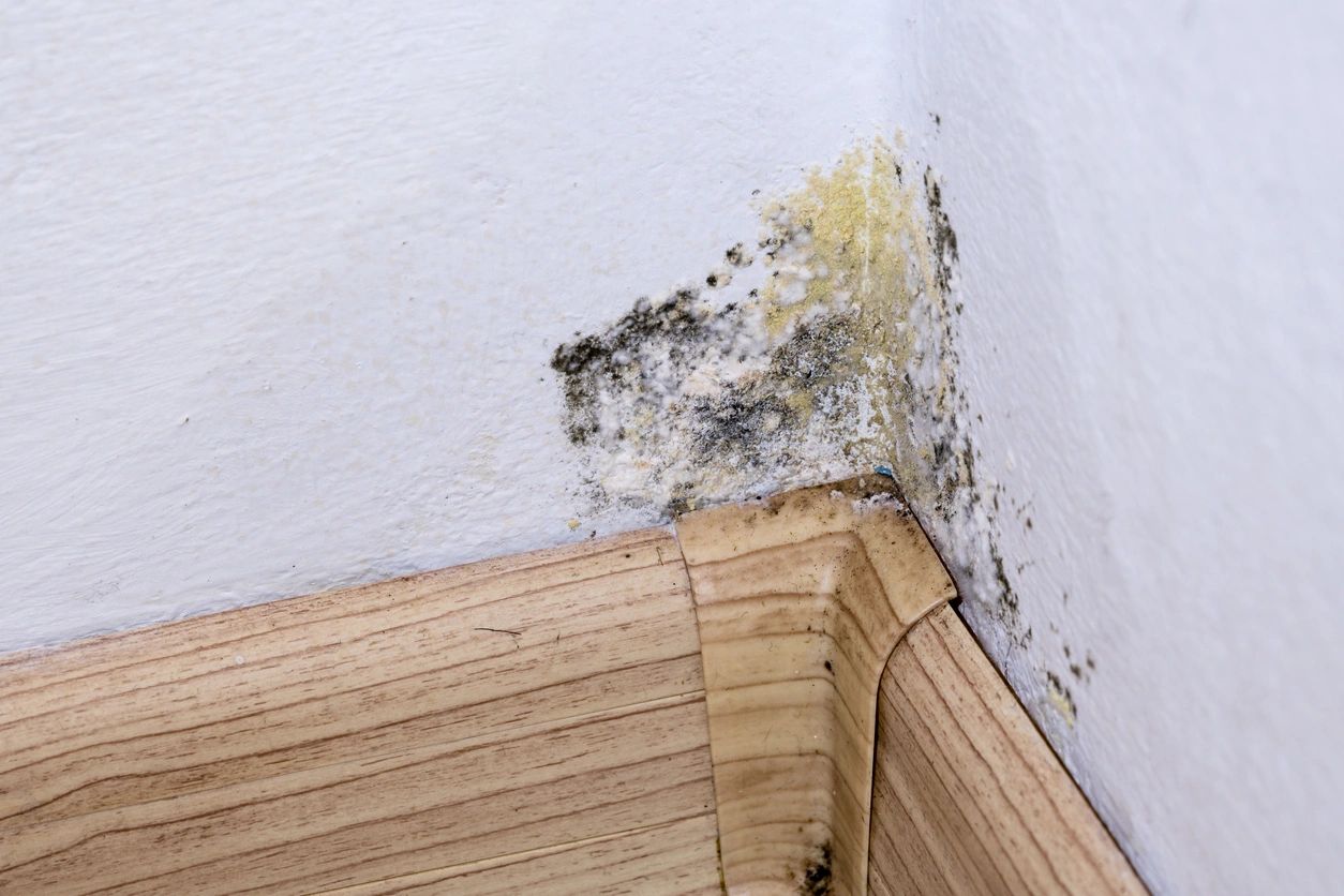 A wall with mold growing on it and the corner of the room.